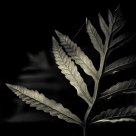 Asemetrical Fern